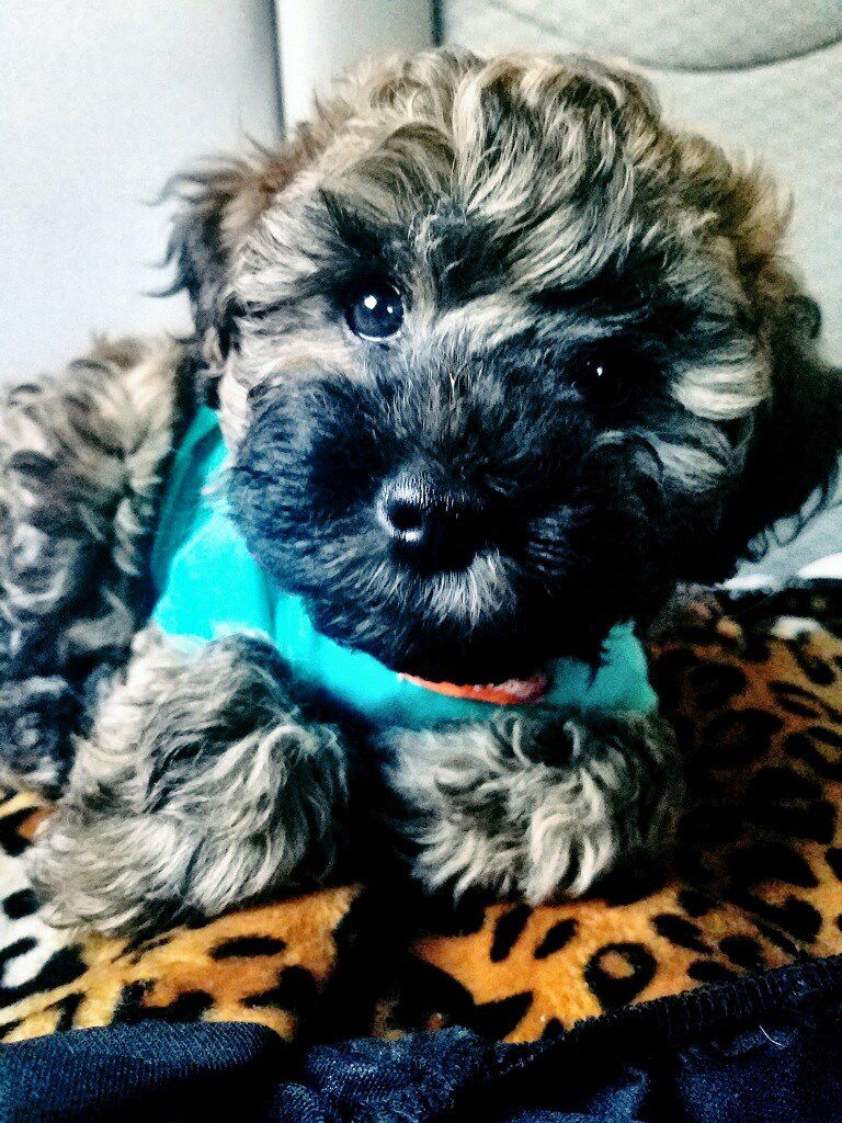 Schnoodle